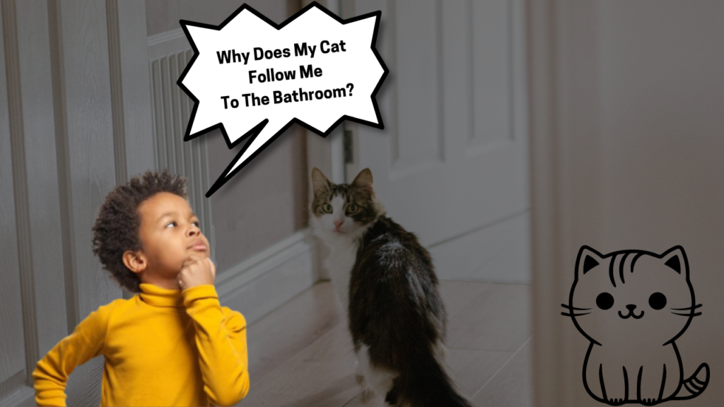 why-does-my-cat-follow-me-to-the-bathroom