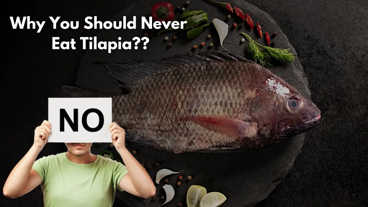 Why You Should Never Eat Tilapia